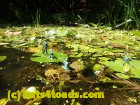 /home//u458753944/public_html/sourcegallery///Frogs/Bullfrogs 2016-08 Ontario/P8081385.JPG